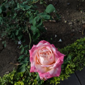 IMG_20190713_175859.jpg